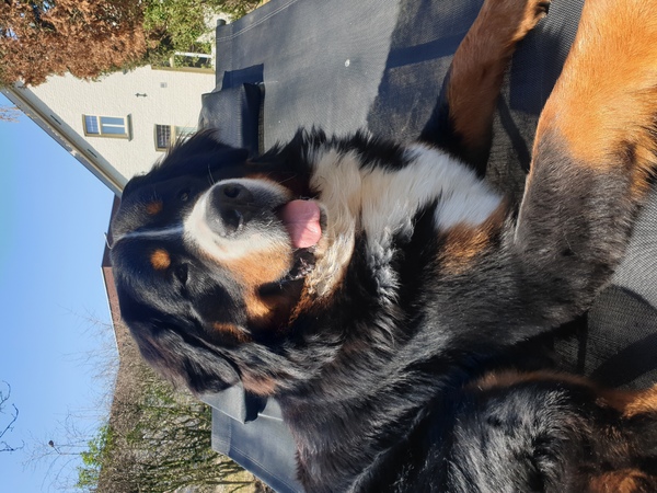 Berner Sennenhond