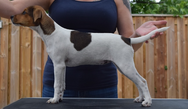 Deens Zweedse Boerderijhond