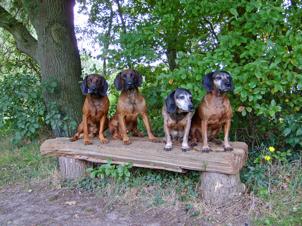 Bayerischer Gebirgsschweisshund