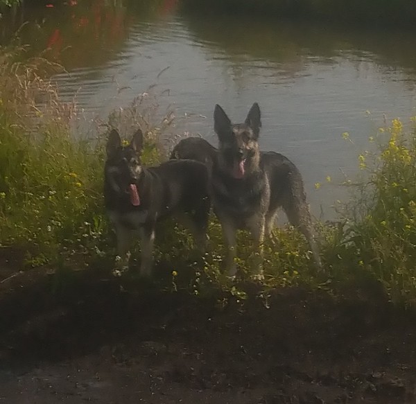 Oost Europese herder