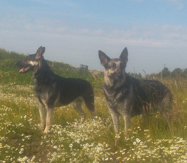 Oost Europese herder