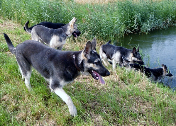 Oost Europese herder