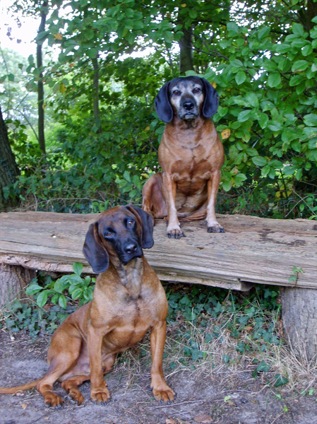 Bayerischer Gebirgsschweisshund