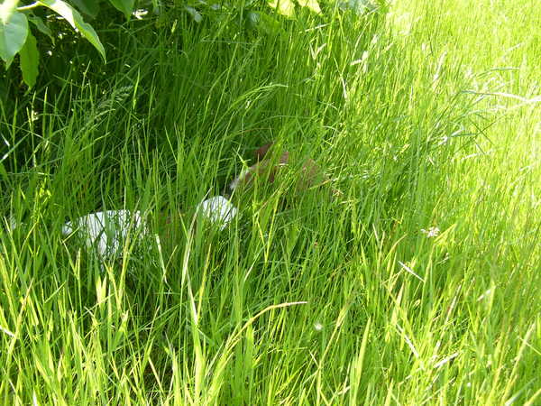 Spikey in het hoge gras