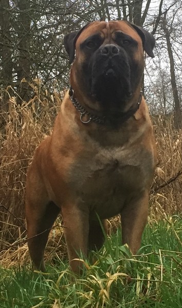 Bulls Off Tysons Home