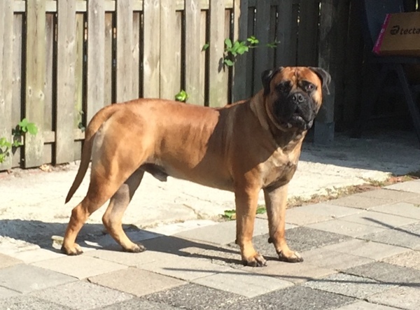 Bulls Off Tysons Home