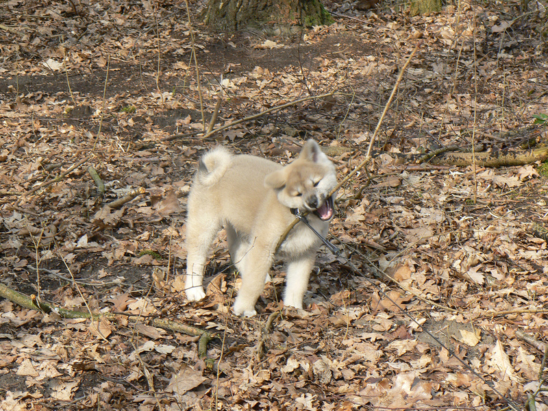 Daijiro in de herfst