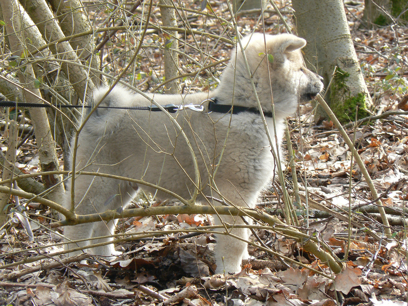 Daijiro in de herfst
