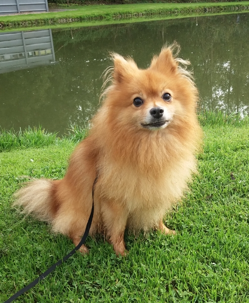 Keeshond, Middenslag