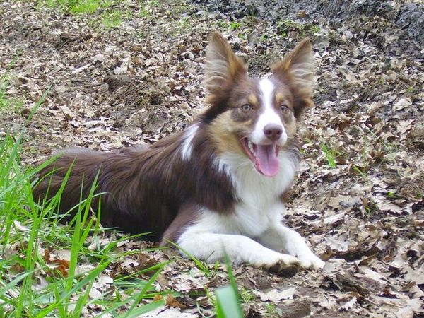 ons royke in de herfstblaadjes nog in zijn jonge jaren :)
