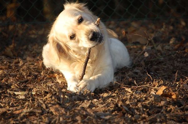 lekker stokjes knagen