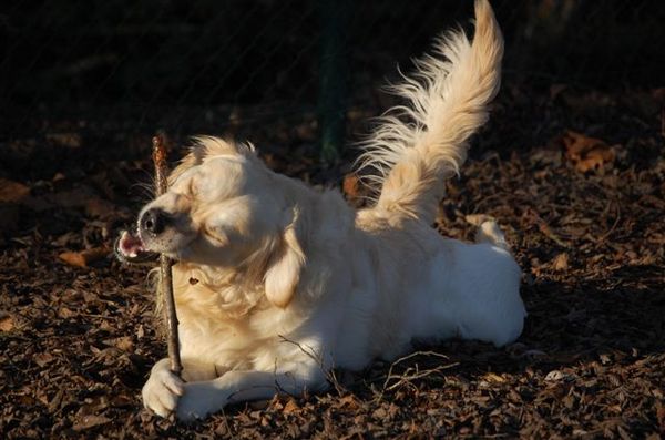 verdomde herfstokjes