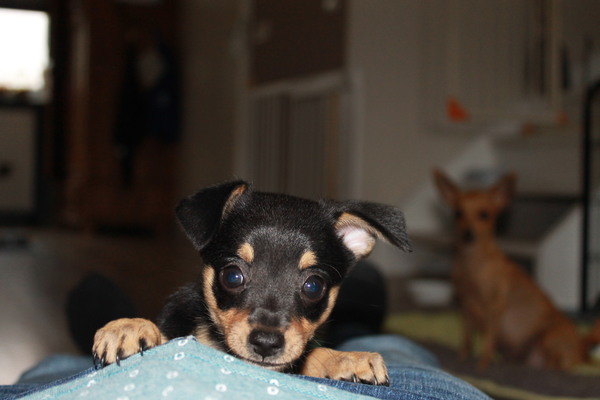 My First Littel Pearls