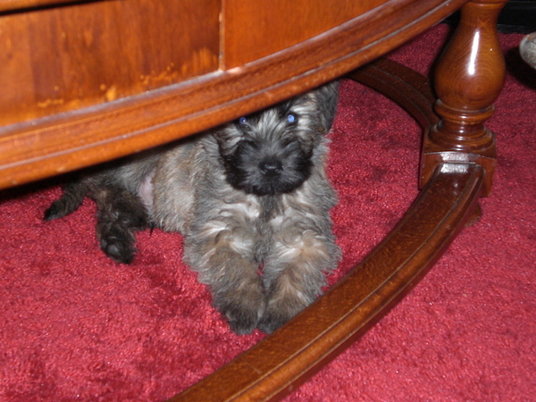 Bram onder de tafel
