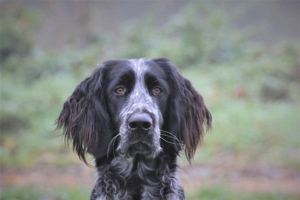 Münsterlander, Grote