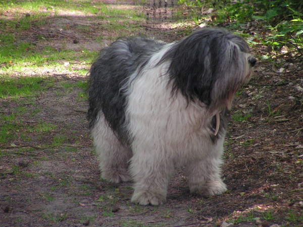 Polski Owczarek Nizinny