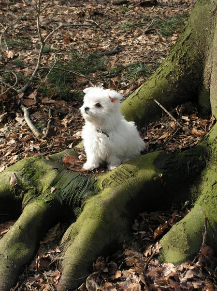 masha in het bos