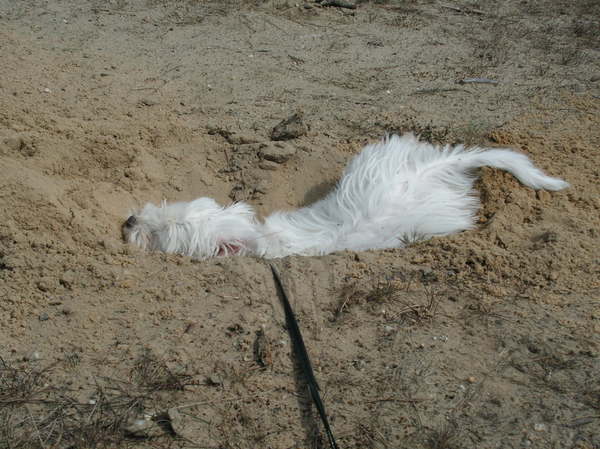 Verstoppen in het zand
