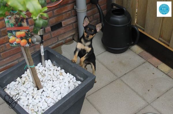 My First Littel Pearls