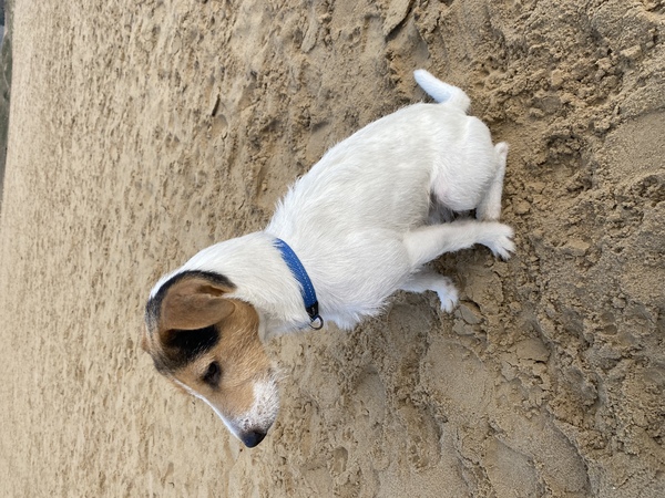 Parson Russell Terriër