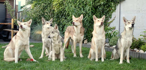 Lobo de la Luna Llena