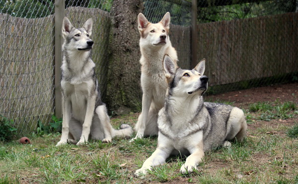 Lobo de la Luna Llena