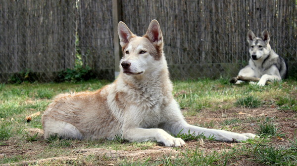 Lobo de la Luna Llena