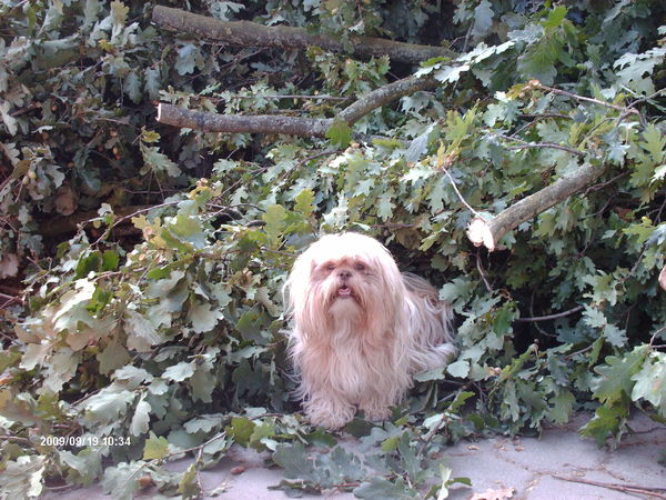 Luna tussen de eikentakken die net gesnoeid waren