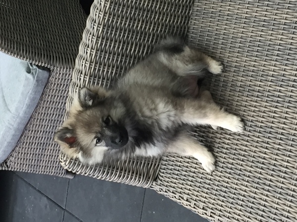 Keeshond, Middenslag