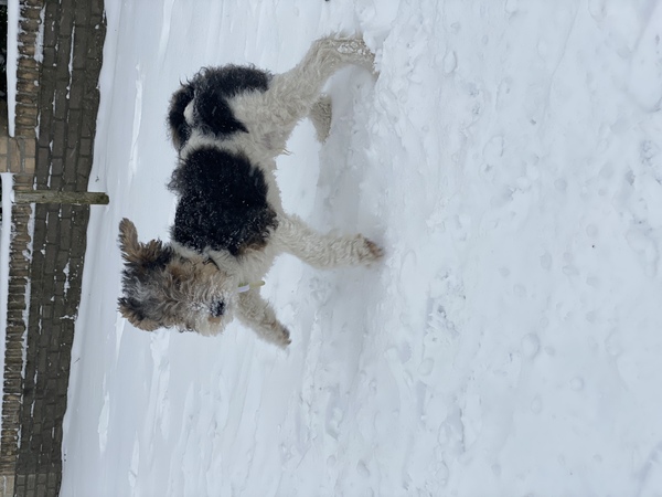 Foxterrier, draadhaar