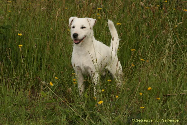 Parson Russell Terriër