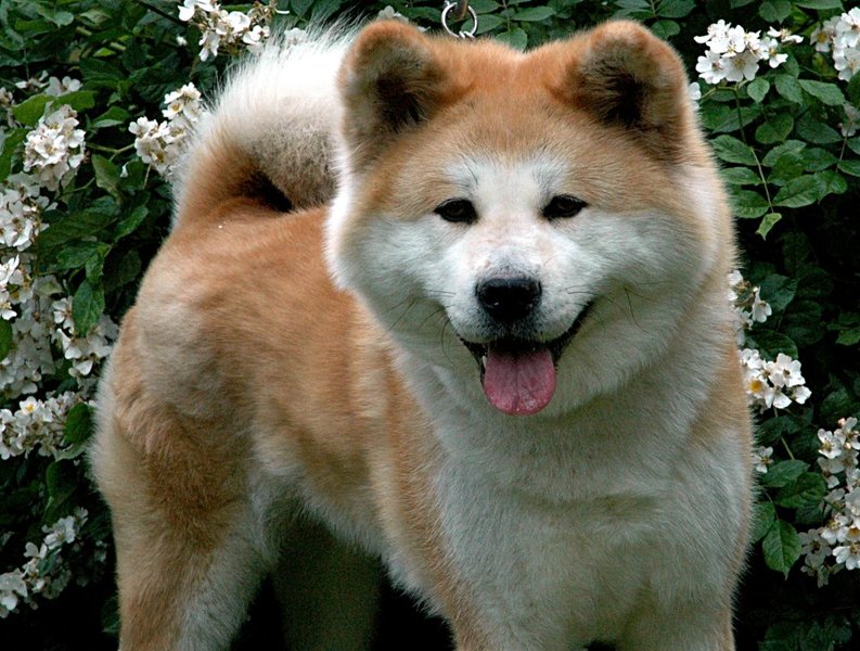 Akita Inu
