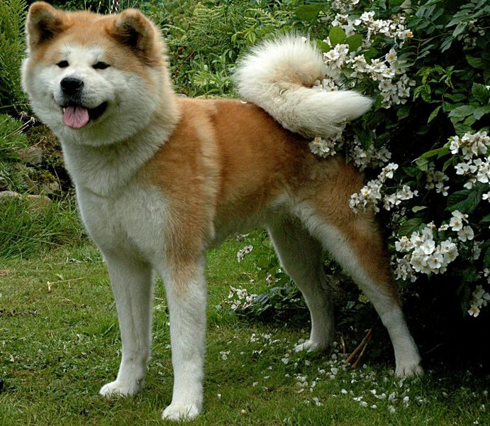 Akita Inu