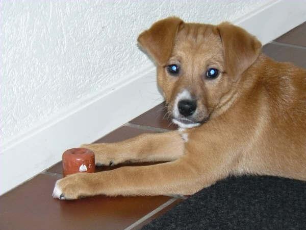 Blitzz speelt met de deurstop