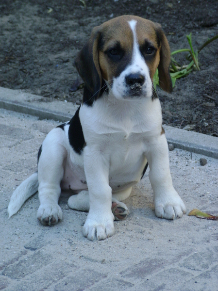 Beagle