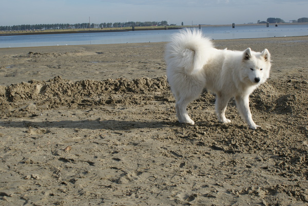Genieten op het strand he vrouwtje