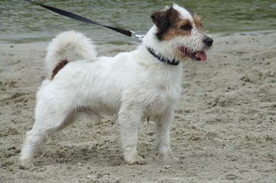Jack Russell Terrier