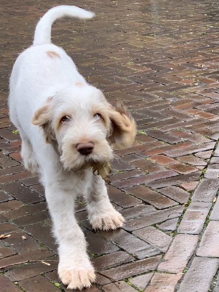 Spinone Italiano