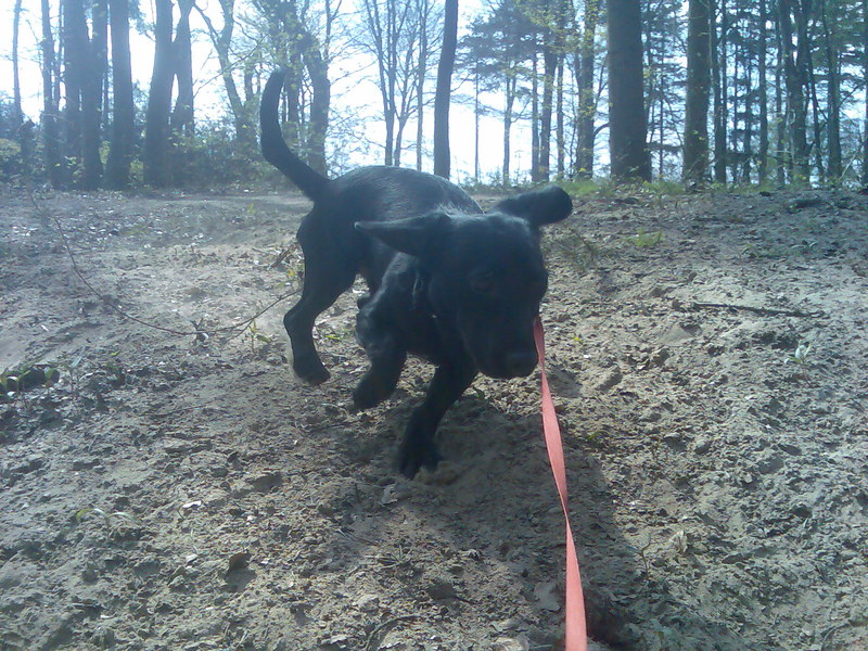 Chester in het bos!