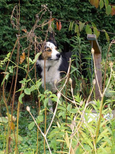 Bruce laat zich niet pakken