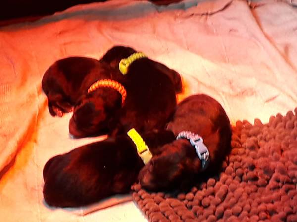 Tikaani 's hof ter Lede