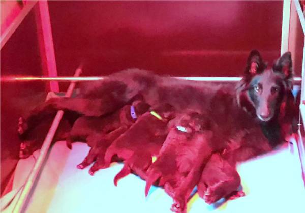 Tikaani 's hof ter Lede