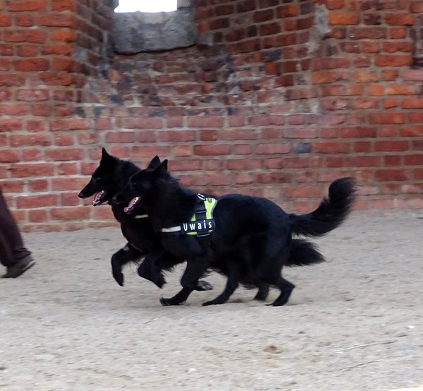 Tikaani 's hof ter Lede