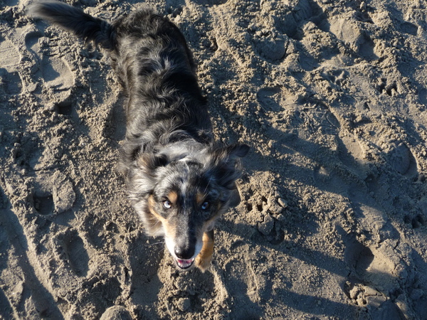 zien jullie dolly?