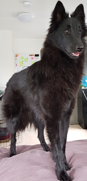 Tikaani 's hof ter Lede