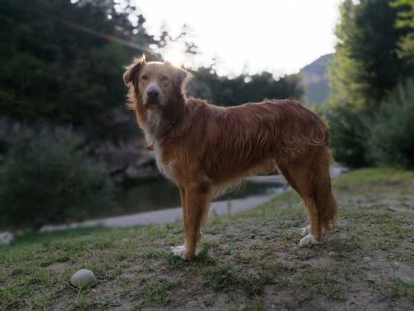 El Perro de Pastor Garafiano