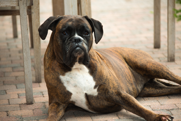 Boxer