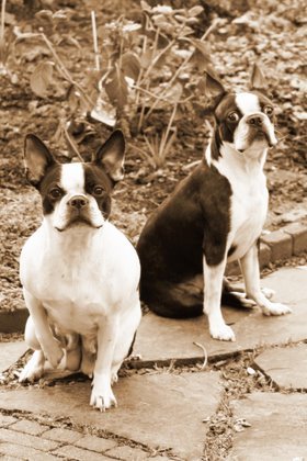 Boston Terrier