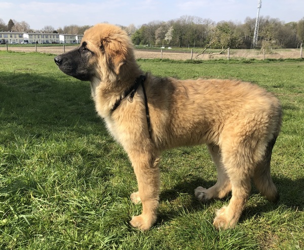 Cão da Serra da Estrela, langhaar