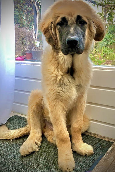 Cão da Serra da Estrela, langhaar